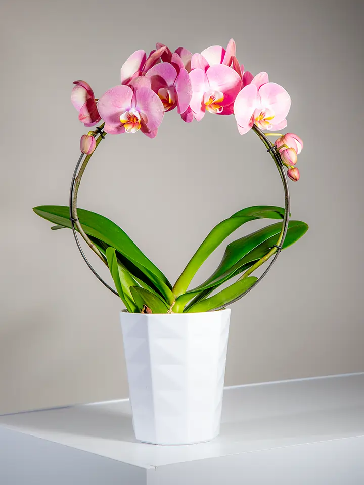 Pianta di orchidea Phalenopsis Cascade